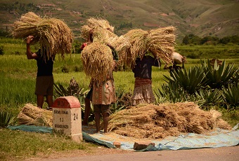 Le transport du riz © Valentine Lebourgeois