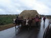 Transport paille - Antsirabe ©Cirad, P.Salgado
