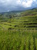 Rice cropping in Madagascar ©Cirad, J.Dusserre